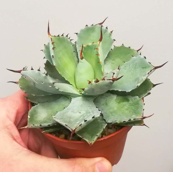 Agave potatorum cv. Kichijokan