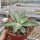 Agave potatorum cv. Kichijokan