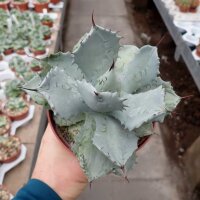 Agave potatorum v. verschaffeltii