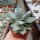 Agave potatorum v. verschaffeltii