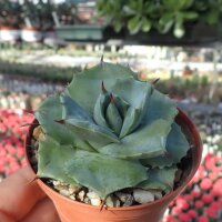 Agave potatorum v. verschaffeltii cv. Shoji Rajin