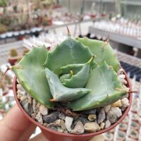Agave potatorum v. verschaffeltii cv. Shoji Rajin