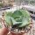 Agave potatorum v. verschaffeltii cv. Shoji Rajin
