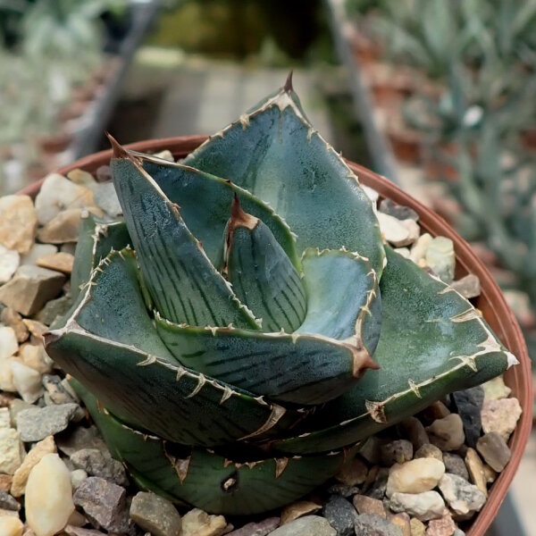 Agave pumila