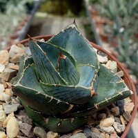 Agave pumila