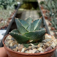 Agave pumila