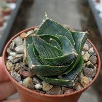 Agave pumila