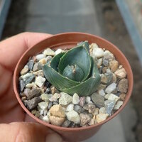 Agave pumila