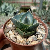 Agave pumila