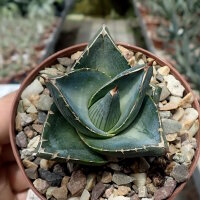 Agave pumila
