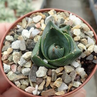 Agave pumila