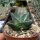 Agave pumila