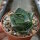 Agave pumila
