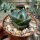 Agave pumila