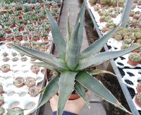 Agave purpusorum
