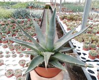 Agave purpusorum