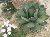 Agave pygmea