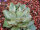 Agave pygmea