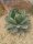 Agave pygmea