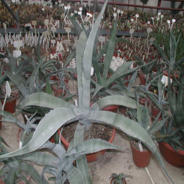 Agave scabra