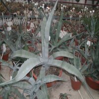 Agave scabra
