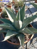 Agave scabra