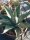 Agave scabra