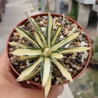 Agave filifera cv. variegata