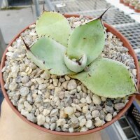 Agave parryi v. truncata cv. Ronde Huntington Form