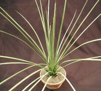 Agave striata Mexiko, Hidalgo, sehr hart ca. -12 °C