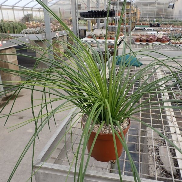 Agave striata (dw)