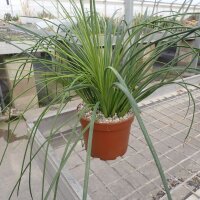 Agave striata (dw)