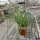 Agave striata (dw)