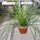Agave striata (dw)