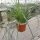 Agave striata (dw)