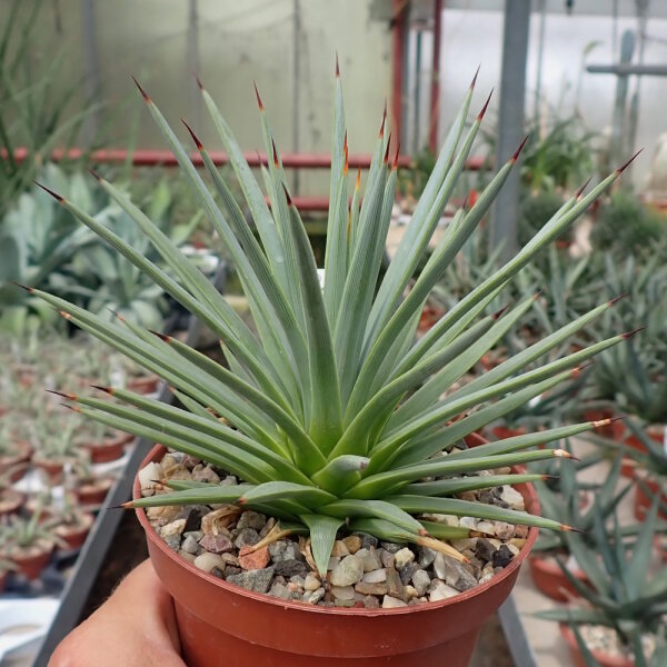 Agave striata v. nana
