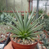 Agave striata v. nana
