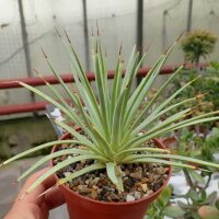 Agave striata v. nana