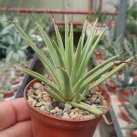 Agave striata v. nana