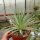 Agave striata v. nana