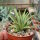 Agave striata v. nana