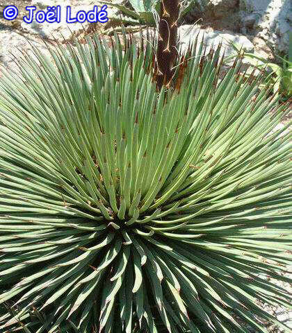Agave stricta aff.
