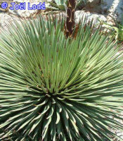 Agave stricta aff.