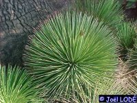 Agave stricta aff.