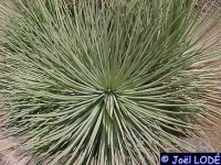 Agave stricta aff.