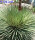 Agave stricta aff.