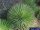 Agave stricta aff.