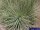 Agave stricta aff.