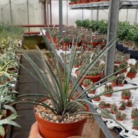 Agave striata cv. Azurea