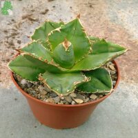 Agave titanota